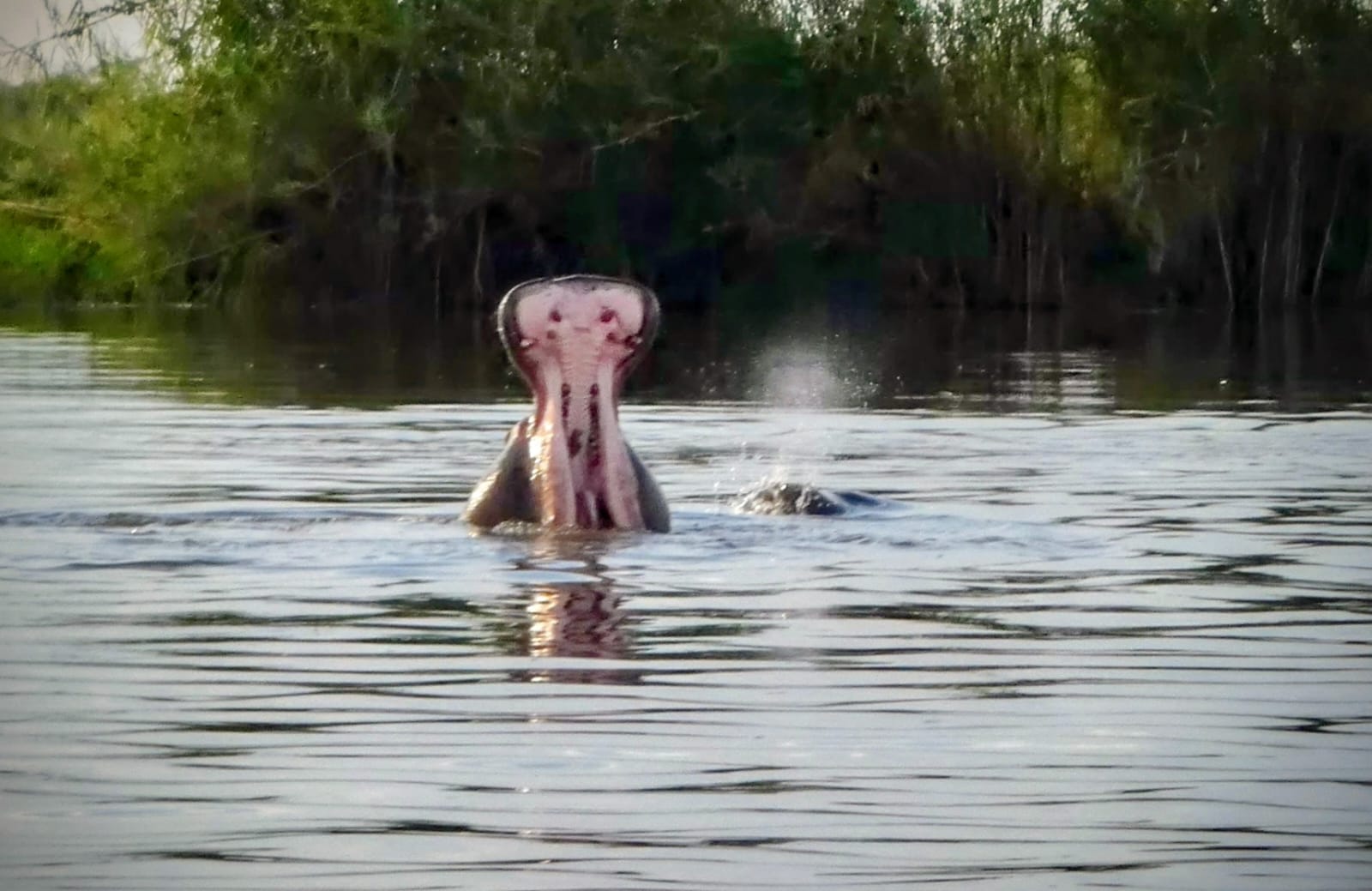 Wildlife Encounter Safari  10 Nights / 11 Days